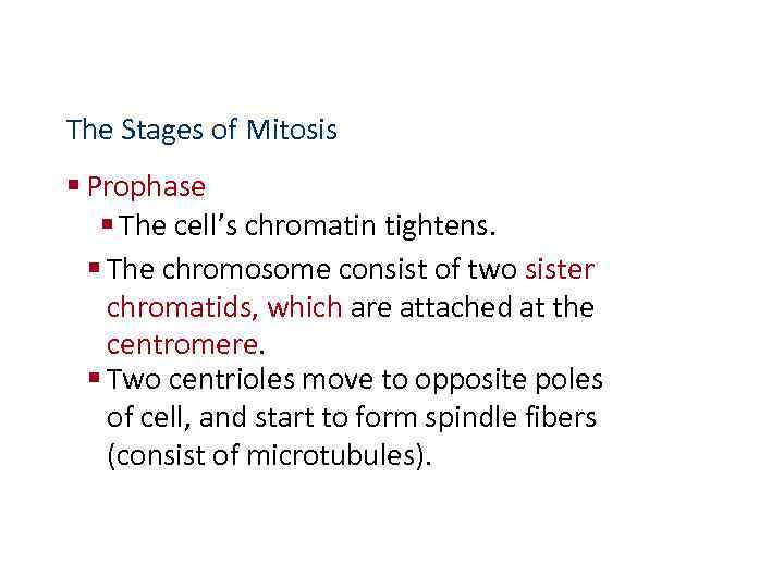 The Stages of Mitosis § Prophase § The cell’s chromatin tightens. § The chromosome