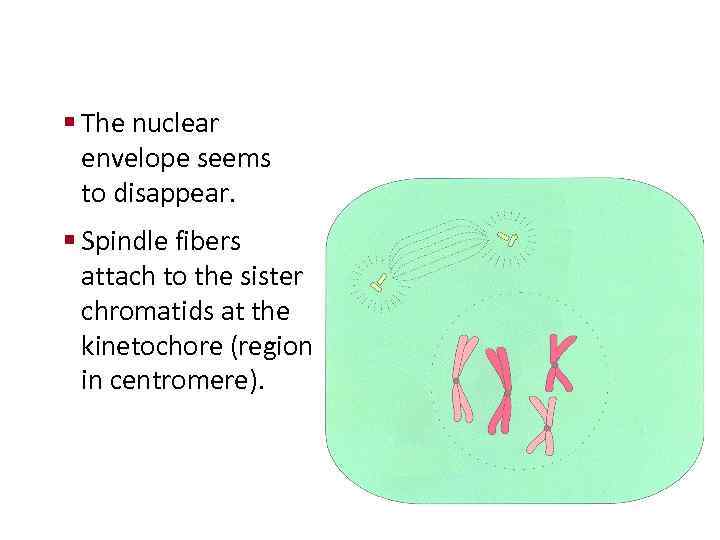 Cellular Reproduction § The nuclear envelope seems to disappear. § Spindle fibers attach to