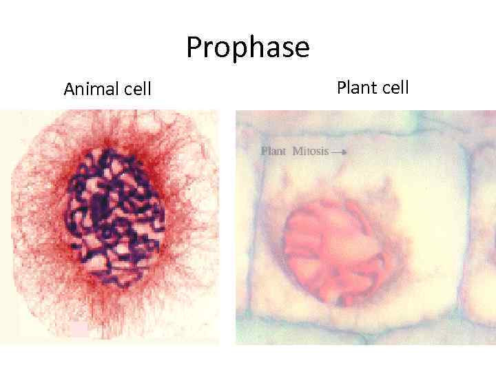 Prophase Animal cell Plant cell 