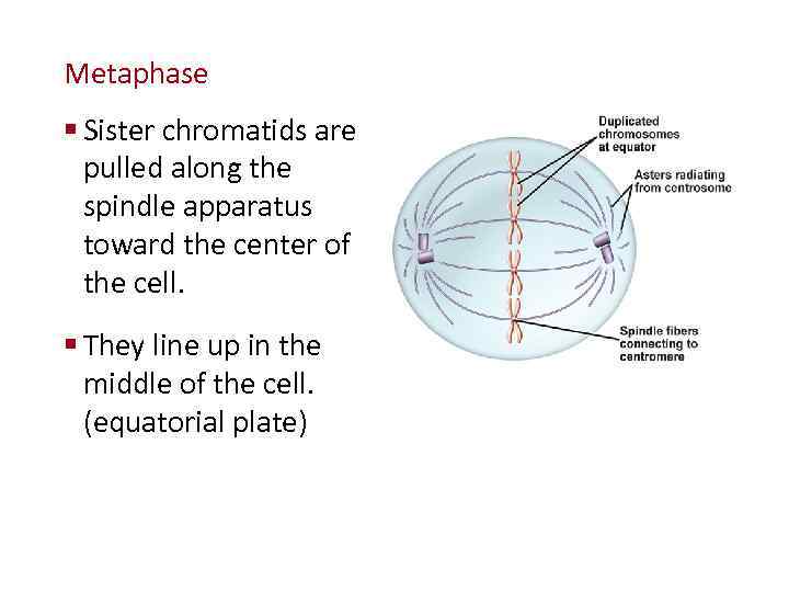 Cellular Reproduction Metaphase § Sister chromatids are pulled along the spindle apparatus toward the