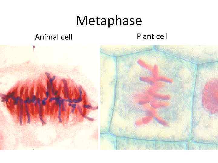 Metaphase Animal cell Plant cell 