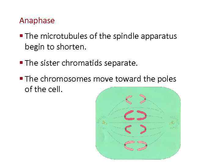 Cellular Reproduction Anaphase § The microtubules of the spindle apparatus begin to shorten. §