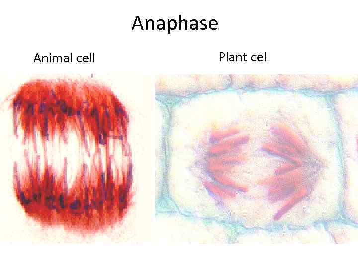 Anaphase Animal cell Plant cell 