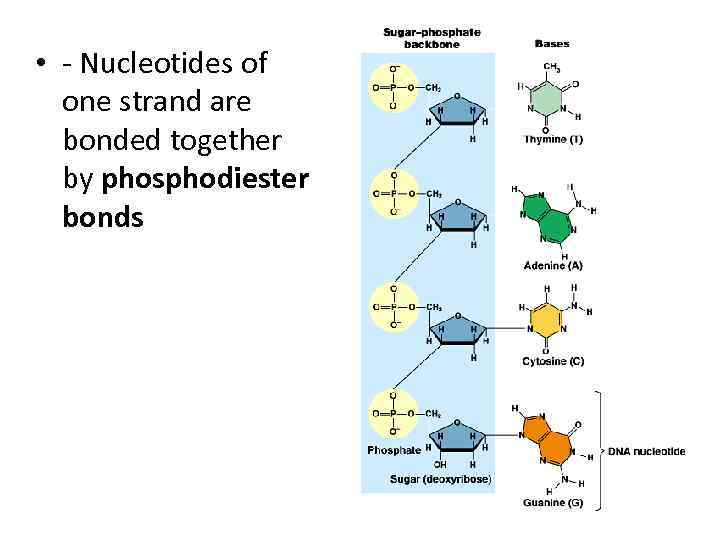  • - Nucleotides of one strand are bonded together by phosphodiester bonds 