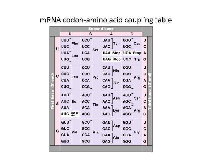 m. RNA codon-amino acid coupling table 
