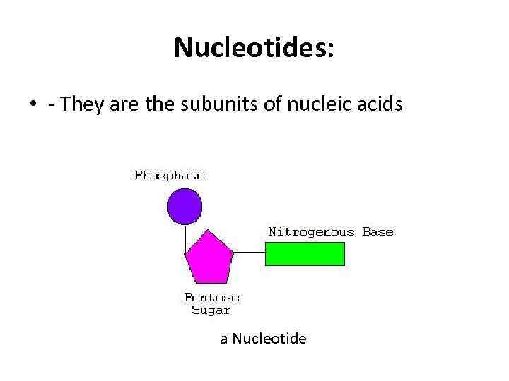 Nucleotides: • - They are the subunits of nucleic acids a Nucleotide 