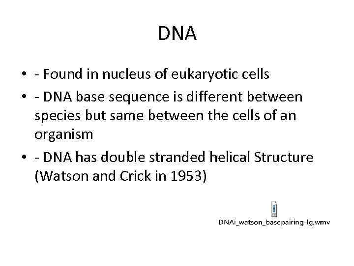 DNA • - Found in nucleus of eukaryotic cells • - DNA base sequence