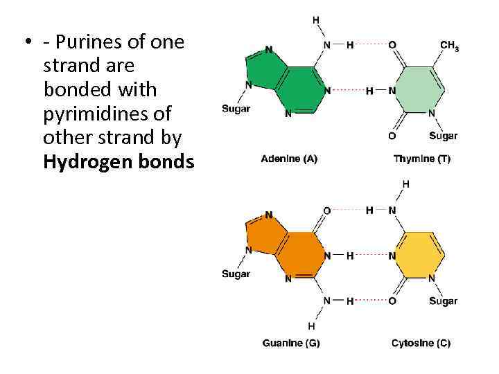  • - Purines of one strand are bonded with pyrimidines of other strand