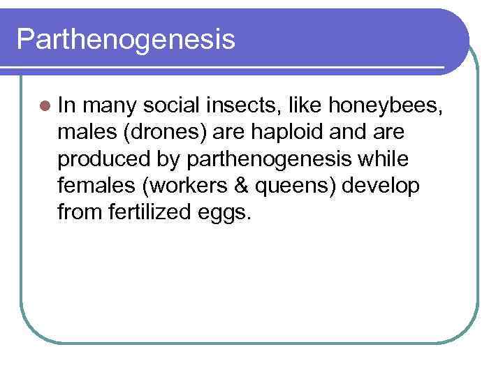 Parthenogenesis l In many social insects, like honeybees, males (drones) are haploid and are