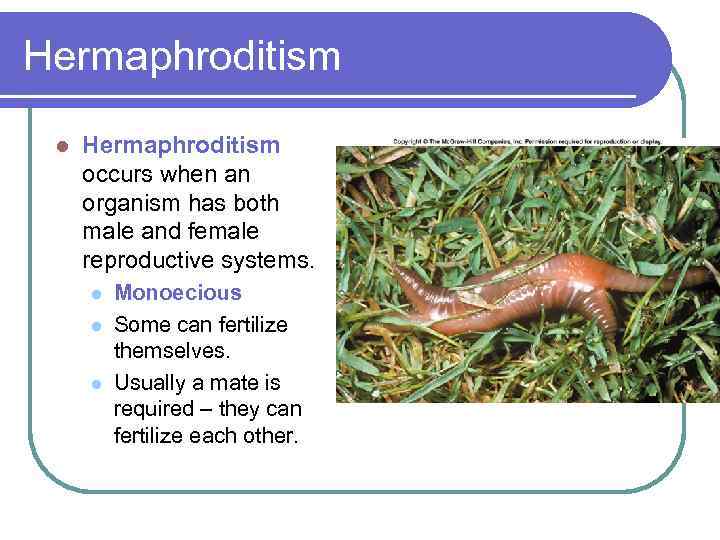 Hermaphroditism l Hermaphroditism occurs when an organism has both male and female reproductive systems.