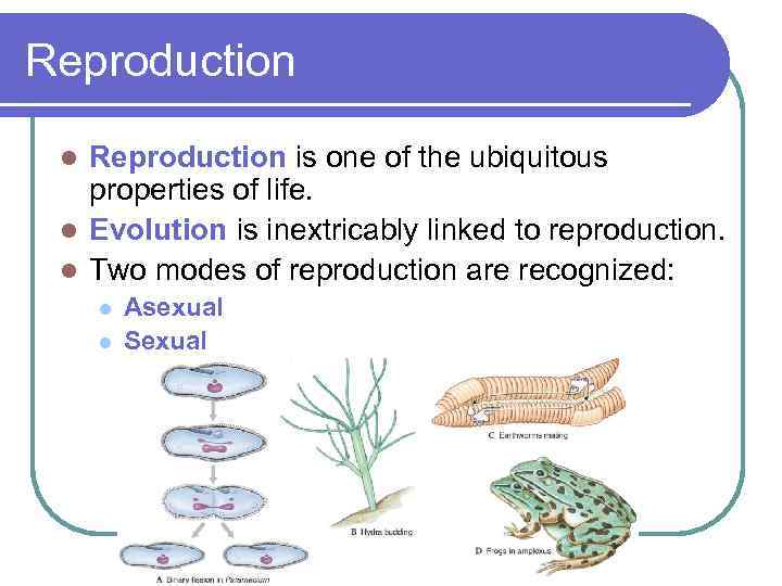 Reproduction is one of the ubiquitous properties of life. l Evolution is inextricably linked