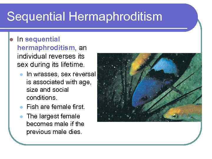 Sequential Hermaphroditism l In sequential hermaphroditism, an individual reverses its sex during its lifetime.