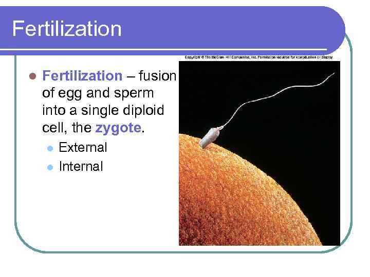 Fertilization l Fertilization – fusion of egg and sperm into a single diploid cell,