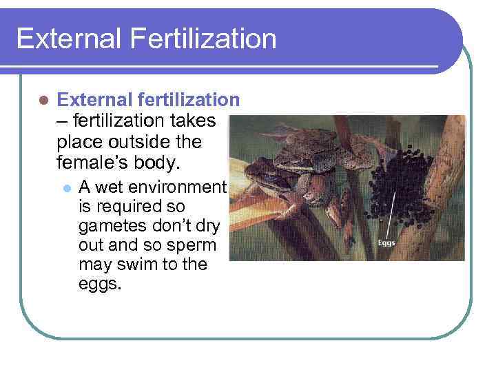 External Fertilization l External fertilization – fertilization takes place outside the female’s body. l
