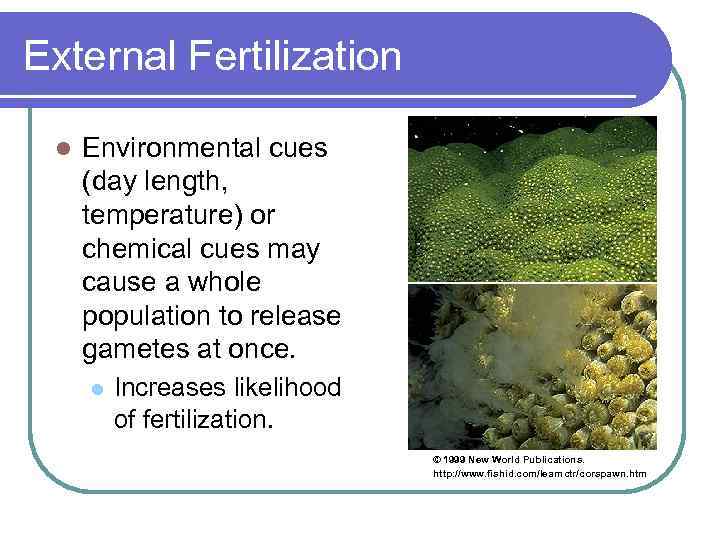 External Fertilization l Environmental cues (day length, temperature) or chemical cues may cause a