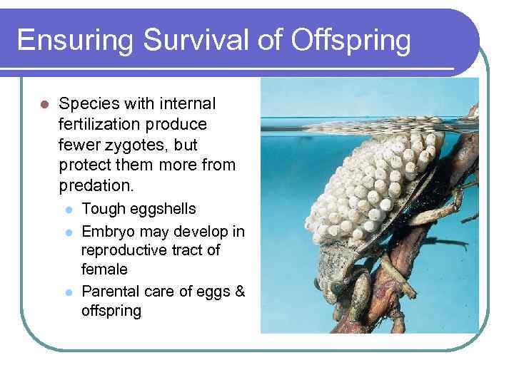 Ensuring Survival of Offspring l Species with internal fertilization produce fewer zygotes, but protect