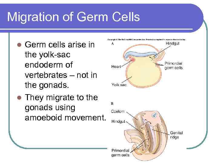 Migration of Germ Cells Germ cells arise in the yolk-sac endoderm of vertebrates –