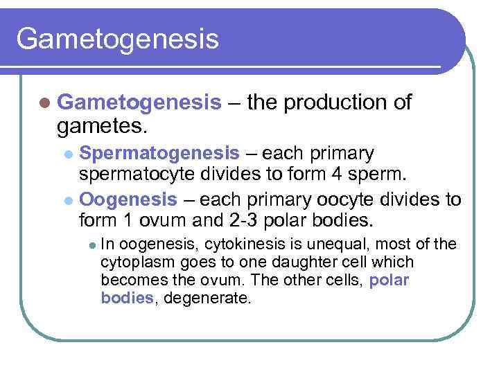 Gametogenesis l Gametogenesis gametes. – the production of Spermatogenesis – each primary spermatocyte divides