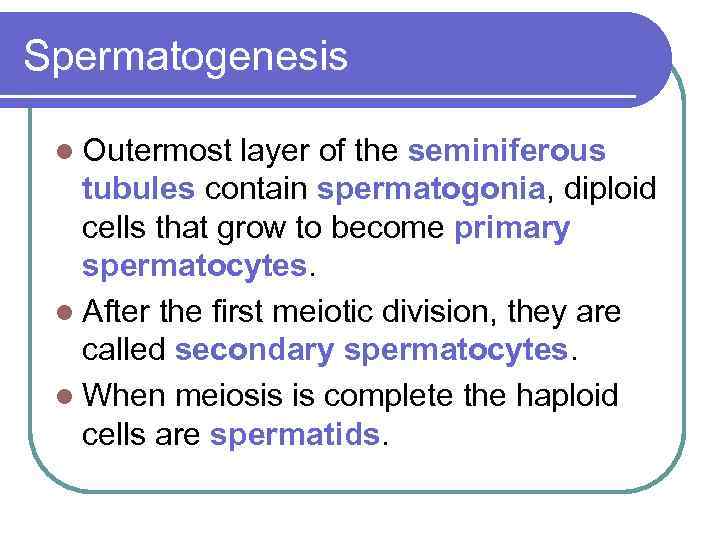 Spermatogenesis l Outermost layer of the seminiferous tubules contain spermatogonia, diploid cells that grow