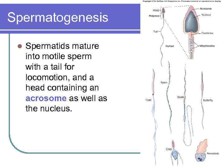 Spermatogenesis l Spermatids mature into motile sperm with a tail for locomotion, and a