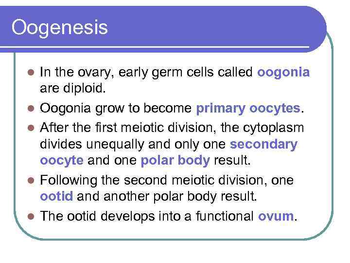 Oogenesis l l l In the ovary, early germ cells called oogonia are diploid.
