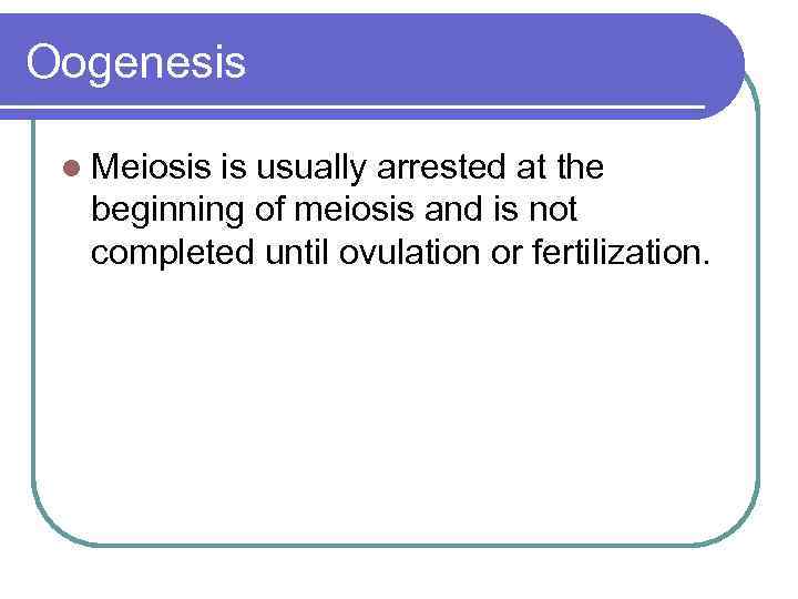 Oogenesis l Meiosis is usually arrested at the beginning of meiosis and is not