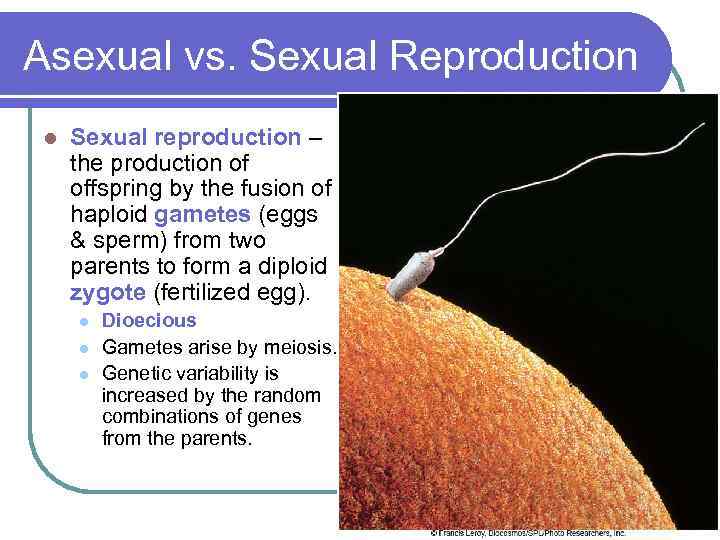 Asexual vs. Sexual Reproduction l Sexual reproduction – the production of offspring by the