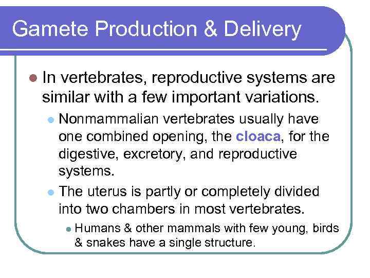 Gamete Production & Delivery l In vertebrates, reproductive systems are similar with a few