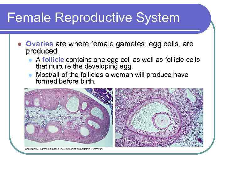Female Reproductive System l Ovaries are where female gametes, egg cells, are produced. l