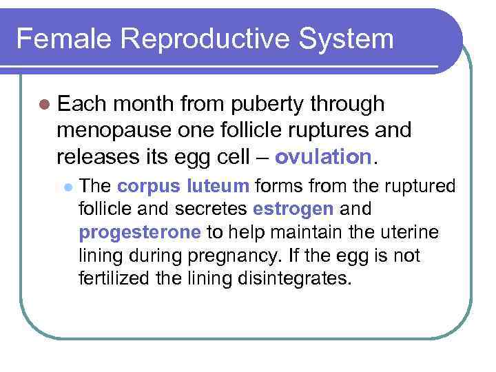 Female Reproductive System l Each month from puberty through menopause one follicle ruptures and