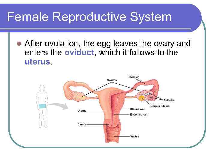 Female Reproductive System l After ovulation, the egg leaves the ovary and enters the