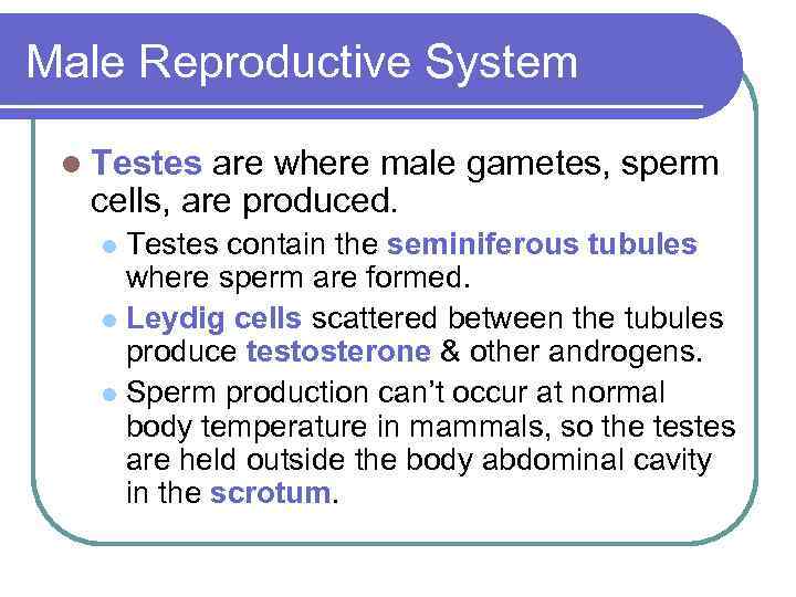 Male Reproductive System l Testes are where male gametes, sperm cells, are produced. Testes