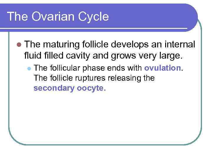 The Ovarian Cycle l The maturing follicle develops an internal fluid filled cavity and