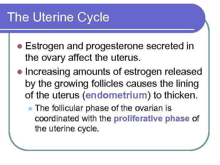 The Uterine Cycle l Estrogen and progesterone secreted in the ovary affect the uterus.
