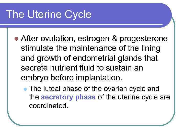 The Uterine Cycle l After ovulation, estrogen & progesterone stimulate the maintenance of the