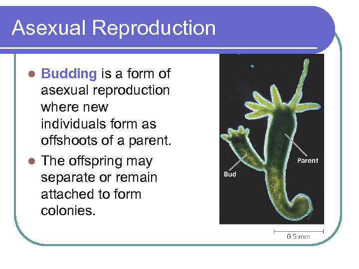 Asexual Reproduction Budding is a form of asexual reproduction where new individuals form as