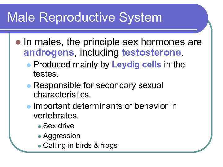 Male Reproductive System l In males, the principle sex hormones are androgens, including testosterone.