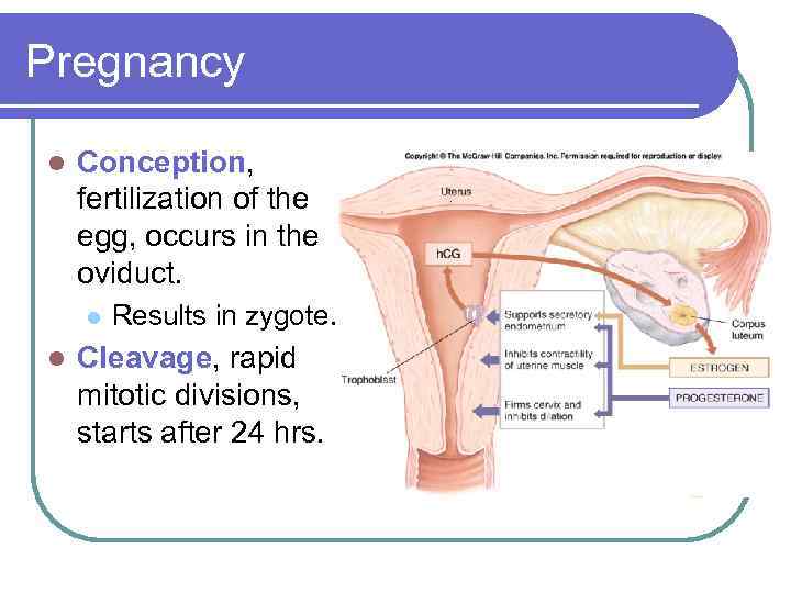 Pregnancy l Conception, fertilization of the egg, occurs in the oviduct. l l Results