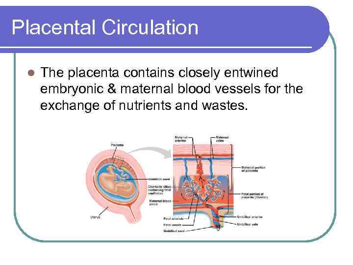 Placental Circulation l The placenta contains closely entwined embryonic & maternal blood vessels for