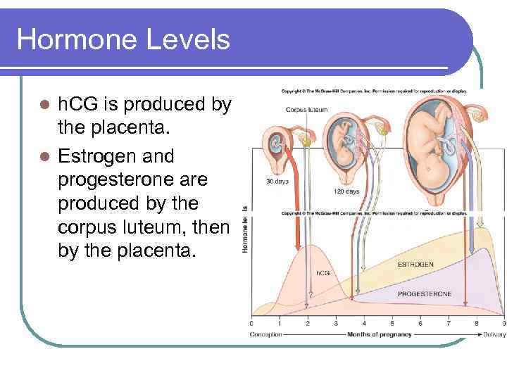 Hormone Levels h. CG is produced by the placenta. l Estrogen and progesterone are