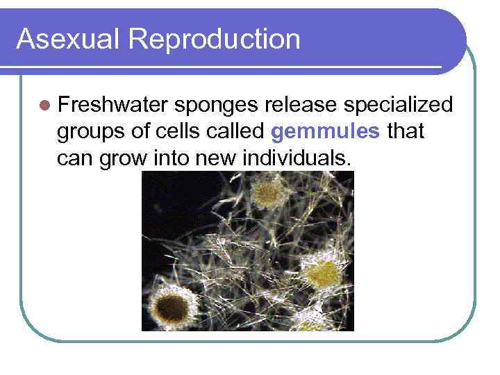Asexual Reproduction l Freshwater sponges release specialized groups of cells called gemmules that can