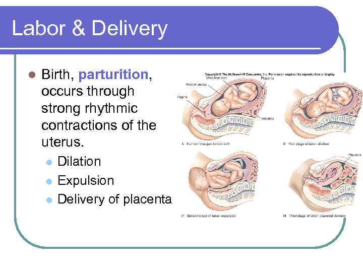 Labor & Delivery l Birth, parturition, occurs through strong rhythmic contractions of the uterus.
