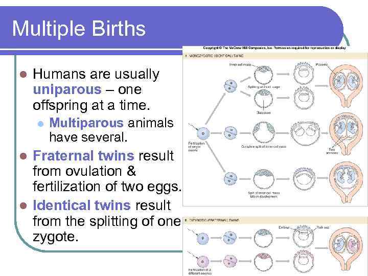 Multiple Births l Humans are usually uniparous – one offspring at a time. l
