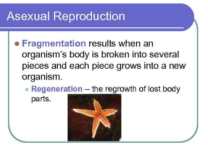 Asexual Reproduction l Fragmentation results when an organism’s body is broken into several pieces