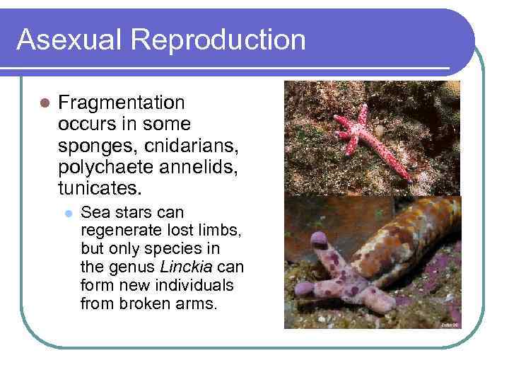 Asexual Reproduction l Fragmentation occurs in some sponges, cnidarians, polychaete annelids, tunicates. l Sea