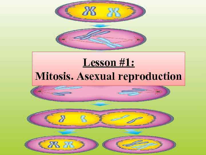 Lesson #1: Mitosis. Asexual reproduction 