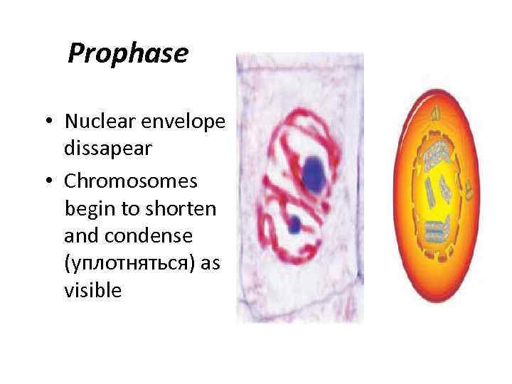 Prophase • Nuclear envelope dissapear • Chromosomes begin to shorten and condense (уплотняться) as