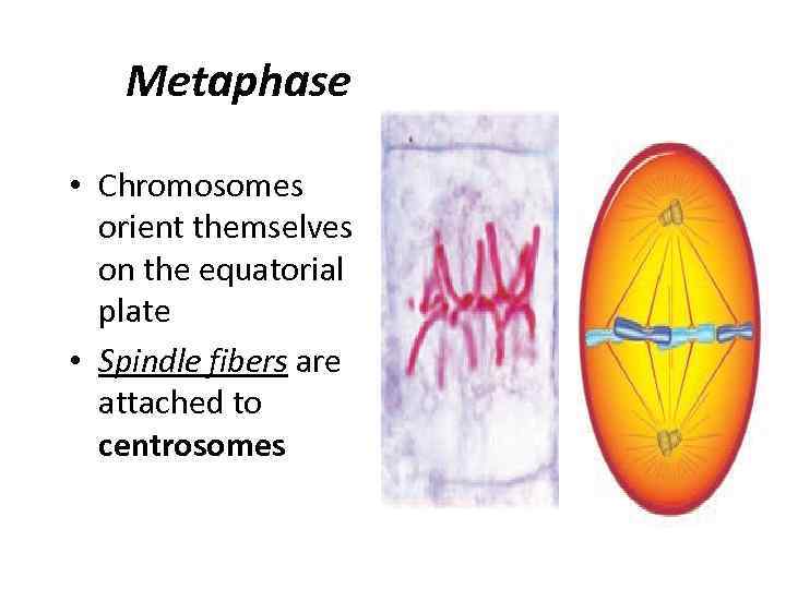 Metaphase • Chromosomes orient themselves on the equatorial plate • Spindle fibers are attached