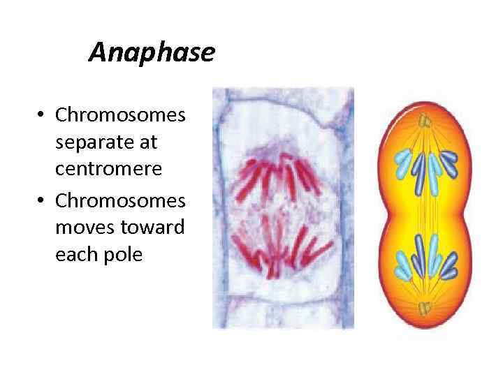 Anaphase • Chromosomes separate at centromere • Chromosomes moves toward each pole 