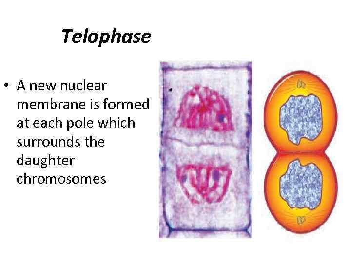 Telophase • A new nuclear membrane is formed at each pole which surrounds the